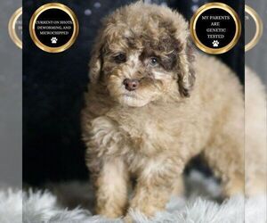 Medium Poodle (Toy)