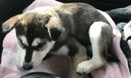 Small Photo #3 Siberian Husky Puppy For Sale in LYNDEN, WA, USA