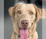Small Photo #2 Labrador Retriever Puppy For Sale in ROCHESTER, WA, USA