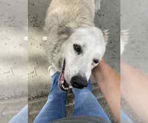 Golden Shepherd Dogs for adoption in Princeton, MN, USA