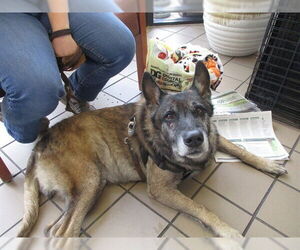 Mutt Dogs for adoption in Ocala, FL, USA