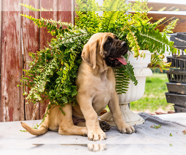 Medium Photo #15 Mastiff Puppy For Sale in WAKARUSA, IN, USA