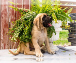 Small Photo #15 Mastiff Puppy For Sale in WAKARUSA, IN, USA