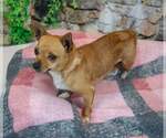 Small #2 Chihuahua Mix