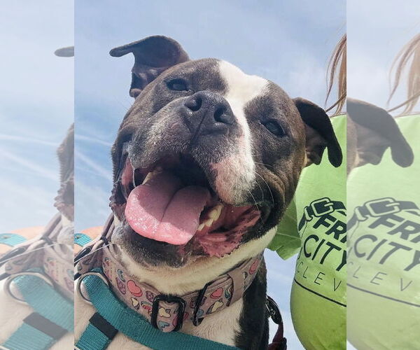 Medium Photo #16 Bulloxer Puppy For Sale in Strongsville, OH, USA