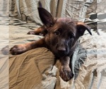 Puppy 5 Malinois