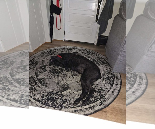 Medium Photo #1 Poodle (Standard) Puppy For Sale in Westwood, NJ, USA