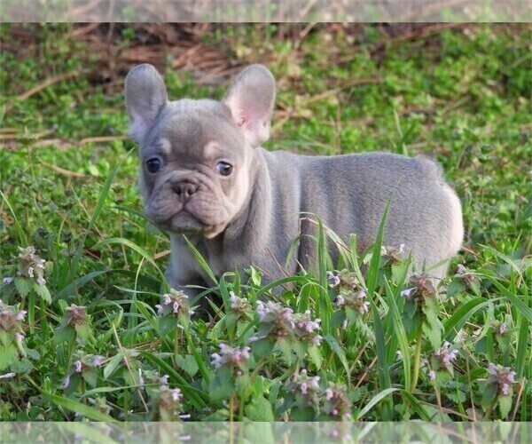 Medium Photo #7 French Bulldog Puppy For Sale in TAMPA, FL, USA