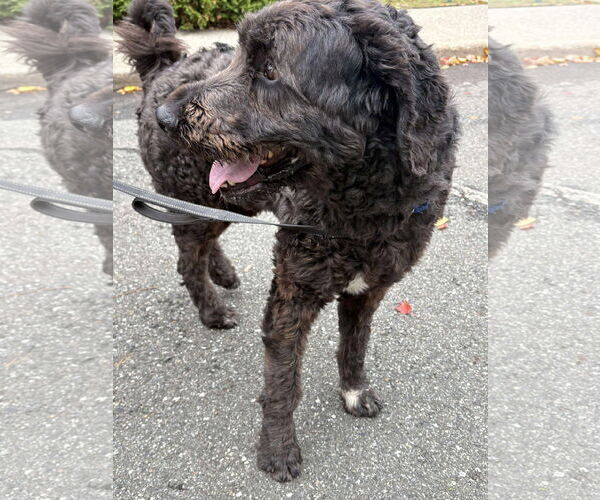 Medium Photo #4 Labradoodle Puppy For Sale in Westwood, NJ, USA