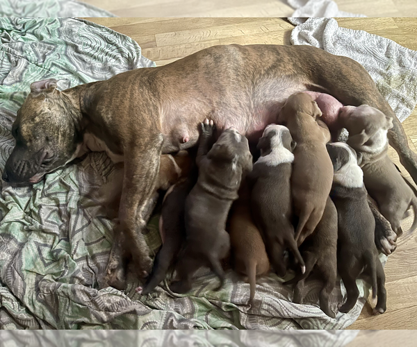 Medium Photo #3 American Staffordshire Terrier Puppy For Sale in GLENDALE, CA, USA