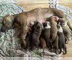 Small Photo #3 American Staffordshire Terrier Puppy For Sale in GLENDALE, CA, USA