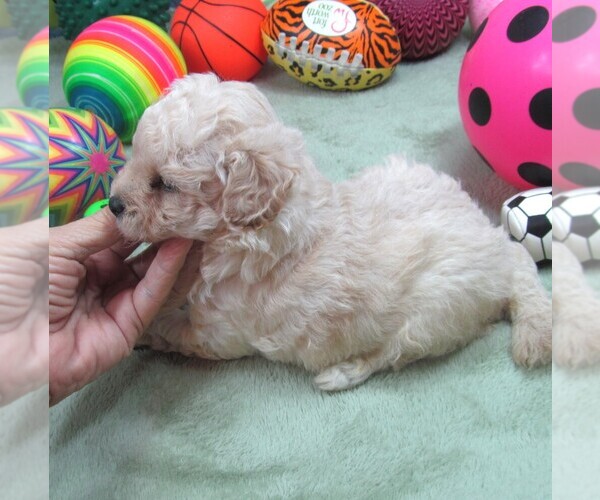 Medium Photo #4 Cavapoo Puppy For Sale in RATTAN, OK, USA