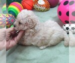 Small #3 Cavapoo