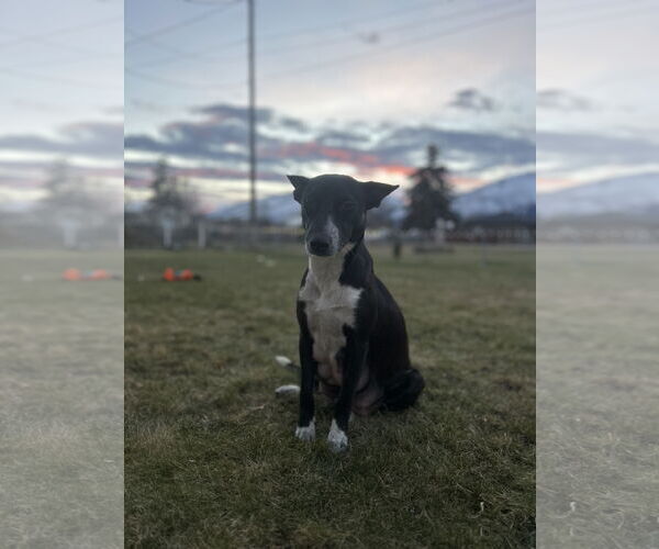 Medium Photo #2 Mutt Puppy For Sale in Polson, MT, USA