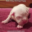 Small Photo #10 Dogo Argentino Puppy For Sale in JANE, MO, USA