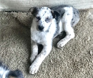 Texas Heeler Puppy for sale in TULARE, CA, USA