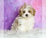 Puppy Snickerdoodle Maltipoo (Miniature)