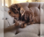 Small #17 Shorkie Tzu