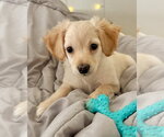 Small #3 Maltese Mix