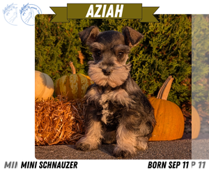 Medium Schnauzer (Miniature)
