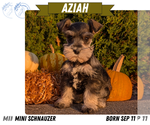 Puppy Aziah Schnauzer (Miniature)