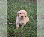 Puppy Noel Golden Retriever