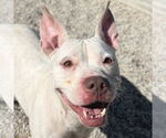 Small American Pit Bull Terrier Mix