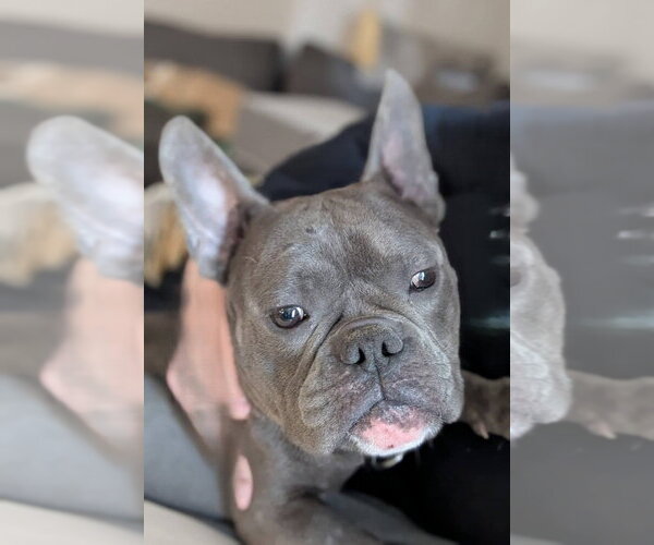 Medium Photo #4 Free-Lance Bulldog Puppy For Sale in Brights Grove, Ontario, Canada