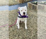 Small #6 American Bulldog-Staffordshire Bull Terrier Mix