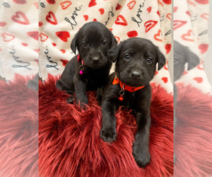 Shepradors Puppy for sale in WATERTOWN, SD, USA