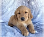 Small #3 Golden Retriever