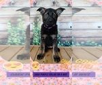 Small Photo #16 German Shepherd Dog Puppy For Sale in CLERMONT, FL, USA