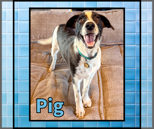 Medium Photo #4 Collie Puppy For Sale in Denton, TX, USA