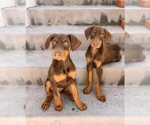 Doberman Pinscher Puppy for sale in SANTA ANA, CA, USA