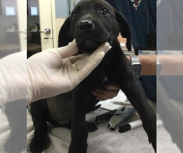 Medium Photo #1 German Shepherd Dog-Unknown Mix Puppy For Sale in Riverside, CA, USA