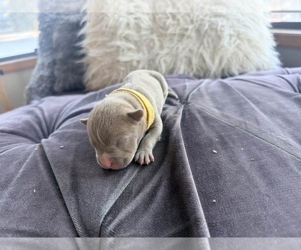 Medium Photo #10 American Pit Bull Terrier Puppy For Sale in ORANGE, NJ, USA