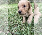 Small Photo #3 Goldendoodle Puppy For Sale in DEBARY, FL, USA