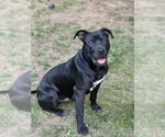 Small #11 Labrador Retriever Mix