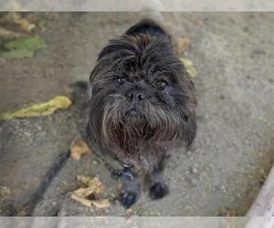 Shih Tzu Dogs for adoption in Martinez, CA, USA