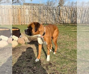 Boxer Dogs for adoption in Woodbury, MN, USA