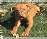 Small #1 American Pit Bull Terrier Mix