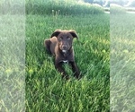 Small Photo #3 English Shepherd-Labrador Retriever Mix Puppy For Sale in HILLSBORO, WI, USA