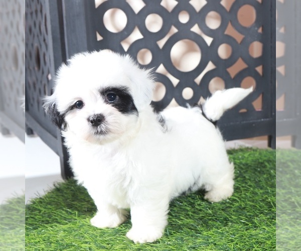 Medium Photo #4 Zuchon Puppy For Sale in MOUNT VERNON, OH, USA