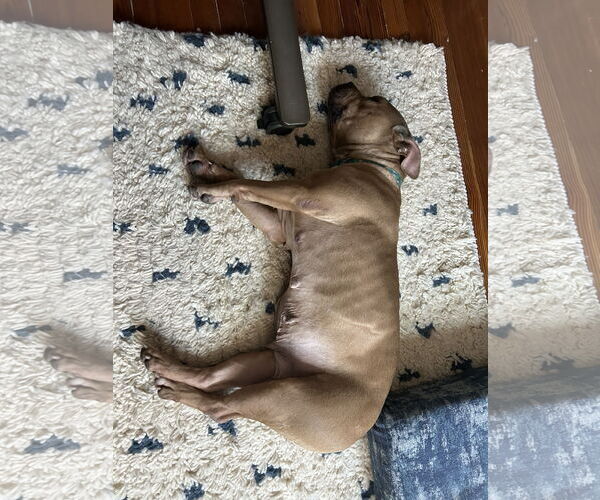 Medium Photo #34 Mutt Puppy For Sale in Philadelphia, PA, USA