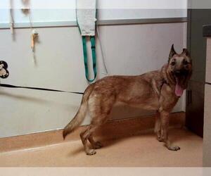 Mutt Dogs for adoption in Martinez, CA, USA