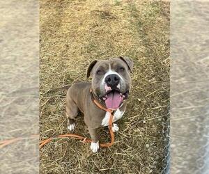 Mutt Dogs for adoption in Louisville, KY, USA