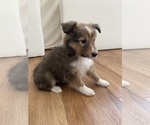 Small #8 Shetland Sheepdog