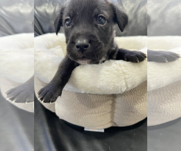 Medium Photo #2 Labrador Retriever-Unknown Mix Puppy For Sale in Derwood, MD, USA