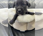 Small #1 Labrador Retriever Mix