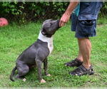 Small #5 American Pit Bull Terrier